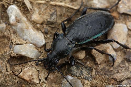 Réf. 107 784 : Carabus violaceus purpurascens