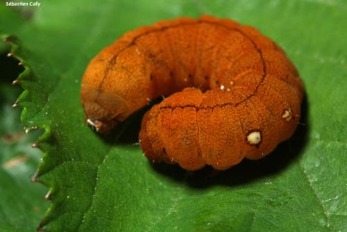Réf. 107 736 : Habrosyne pyritoides