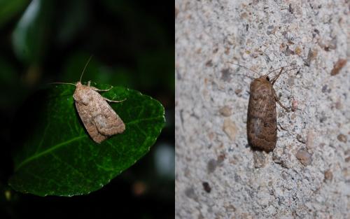 Hoplodrina octogenaria