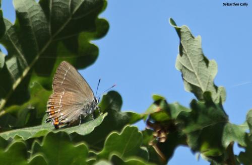 Satyrium ilicis