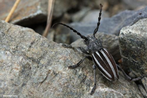 Réf. 107 797 : Iberodorcadion fuliginator