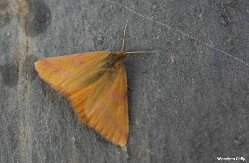 Réf. 107 629 : Lythria purpuraria