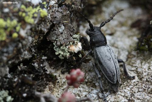 Réf. 107 795 : Iberodorcadion fuliginator