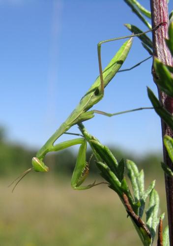 Mantis religiosa