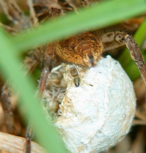 Hogna radiata