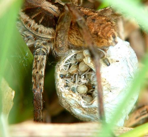 Hogna radiata