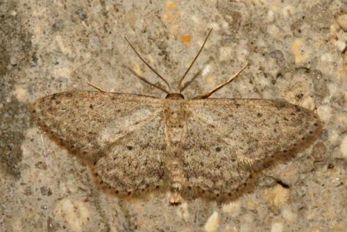Réf. 107 259 : Idaea seriata