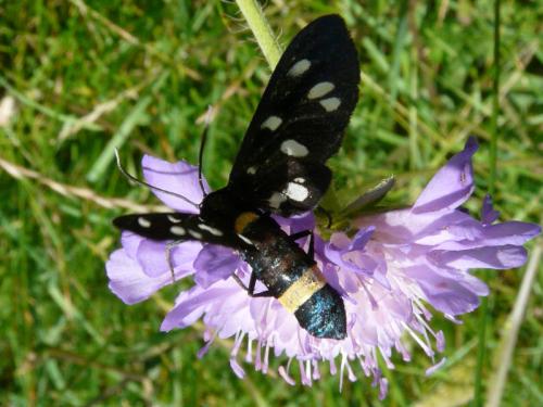 Amata sp.