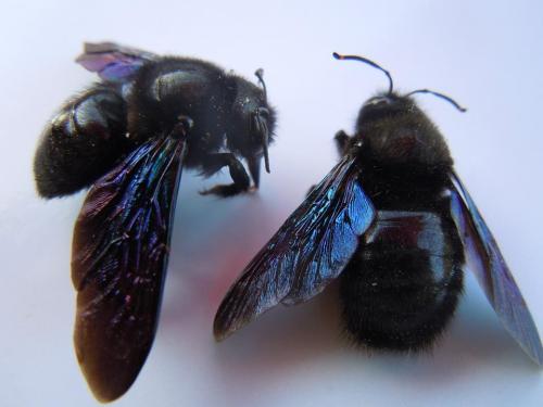 Xylocopa violacea