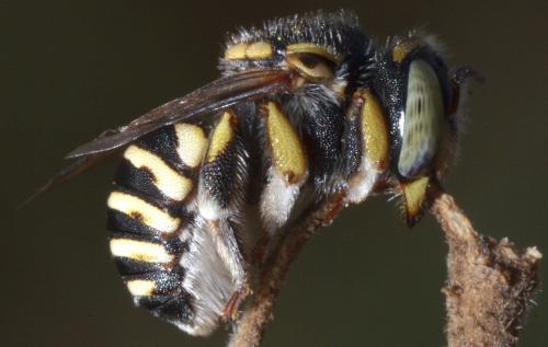 Anthidium diadema