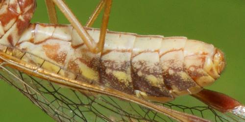 Mantispa styriaca