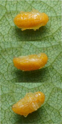 Altica ampelophaga