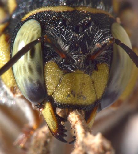 Anthidium diadema
