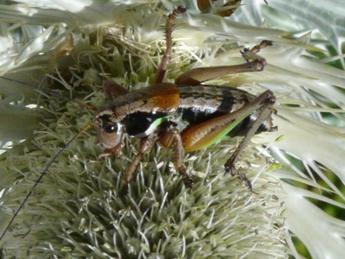 Réf. 107 239 : Anonconotus sp.