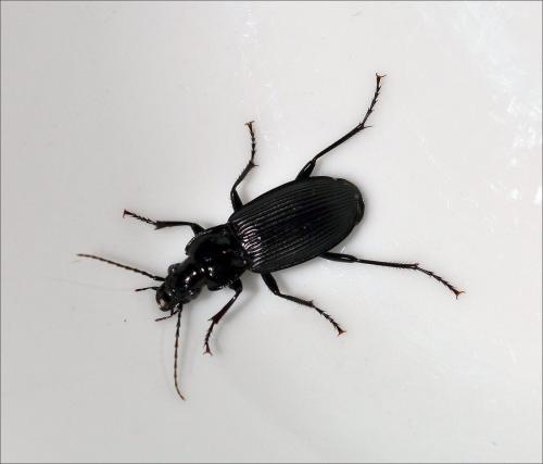 Pterostichus niger