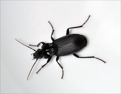 Réf. 107 992 : Pterostichus niger