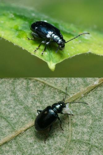 Altica ampelophaga