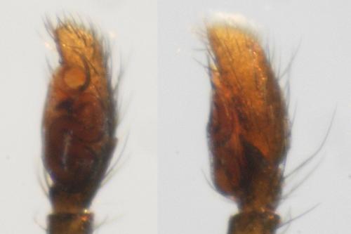 Réf. 107 001 : Chalcoscirtus infimus