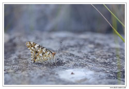 Réf. 107 447 : Vanessa cardui