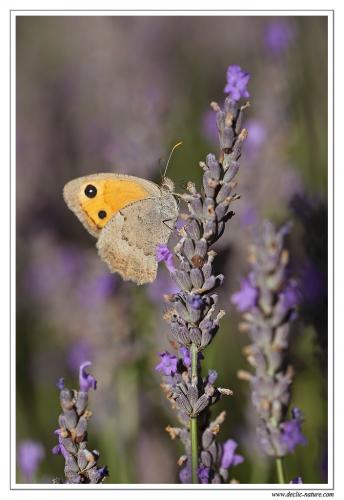 Hyponephele lycaon
