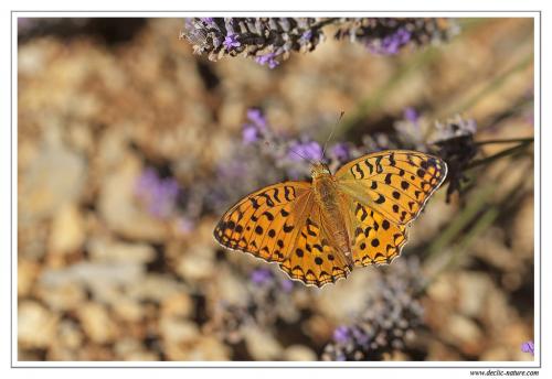 Argynnis adippe