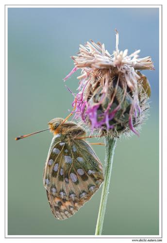 Réf. 107 017 : Argynnis aglaja