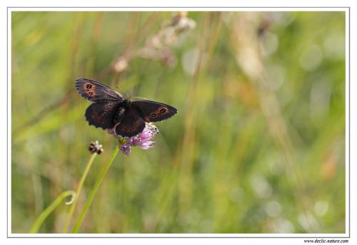 Erebia aethiops
