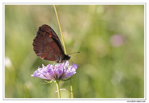 Erebia aethiops