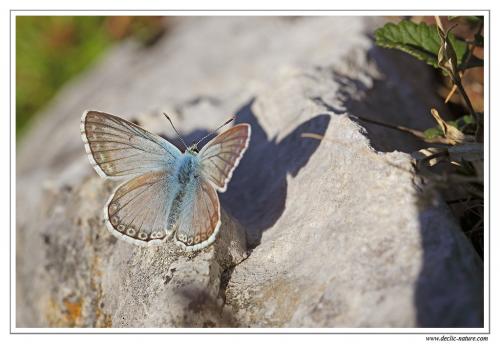 Polyommatus coridon