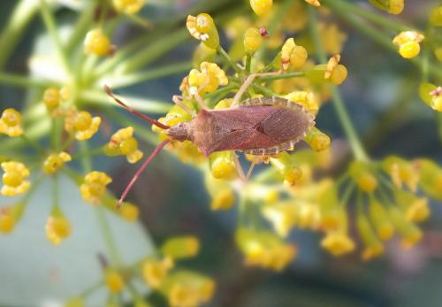 Gonocerus acuteangulatus