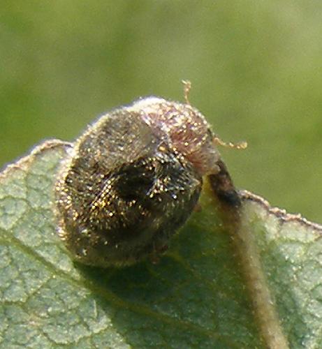 Rhyzobius lophanthae