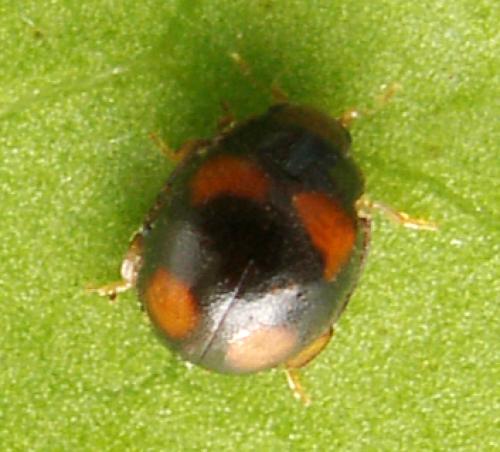Réf. 107 472 : Sticholotis ruficeps