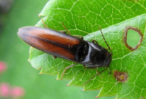 Megapenthes rousseli
