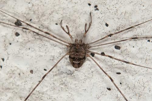 Réf. 107 131 : Dicranopalpus ramosus