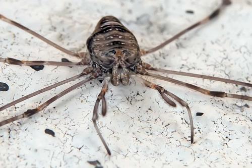 Réf. 107 132 : Dicranopalpus ramosus