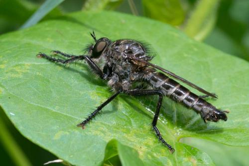 Machimus cyanopus