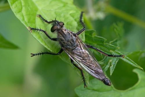 Réf. 107 005 : Machimus cyanopus