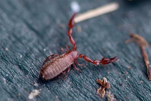 Lamprochernes sp.
