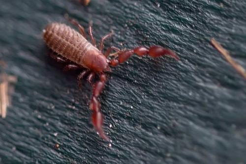 Lamprochernes sp.