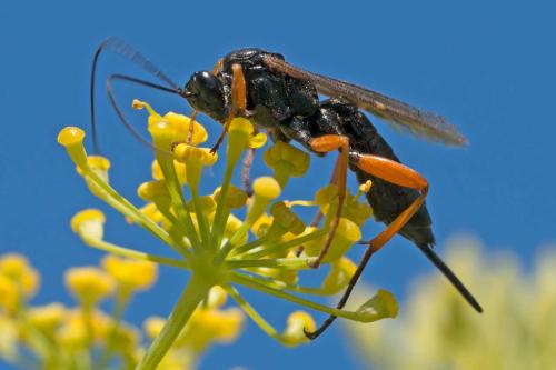 Réf. 107 155 : Pimpla rufipes