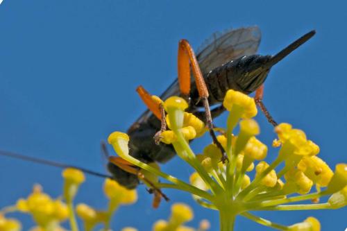 Réf. 107 156 : Pimpla rufipes