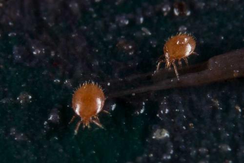 Uropoda sp.