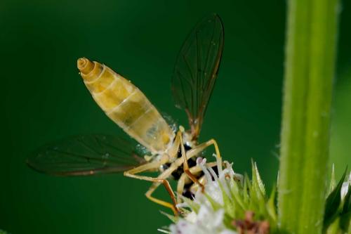 Réf. 107 208 : Sphaerophoria scripta