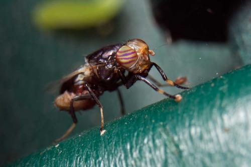 Réf. 107 237 : Physiphora alceae
