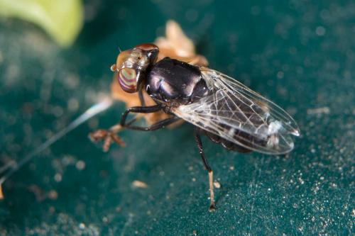 Réf. 107 238 : Physiphora alceae