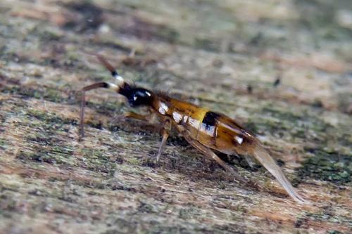 Réf. 107 692 : Orchesella cincta