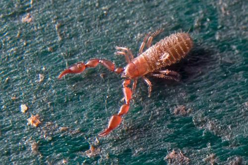 Lamprochernes sp.