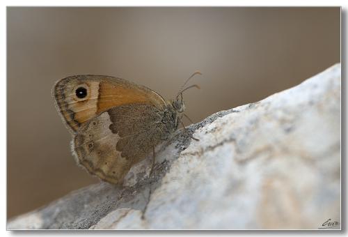 Coenonympha thyrsis