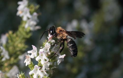 Megachile sculpturalis