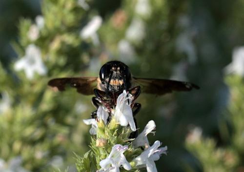 Megachile sculpturalis